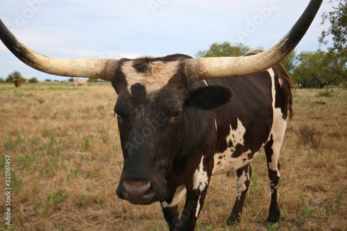 Texas longhorn up close