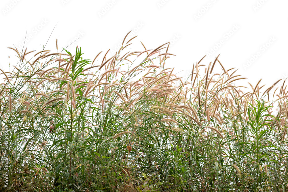 Reeds of grass isolated and white background. - obrazy, fototapety, plakaty 