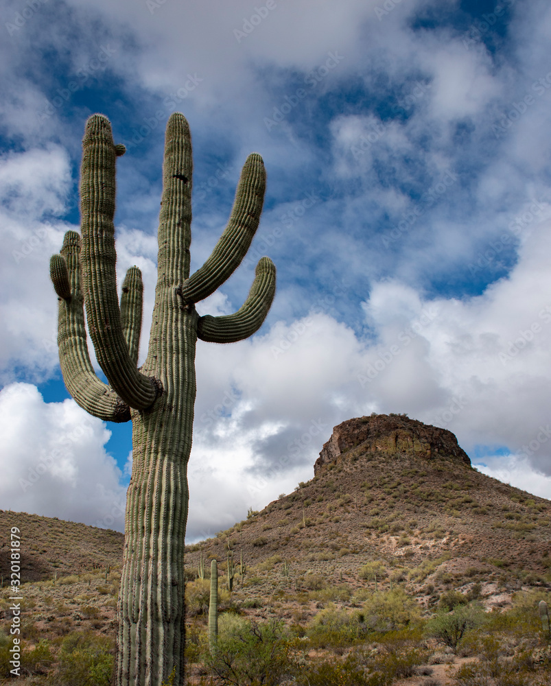 cactus and arizona bluff