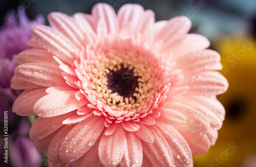 macro photo on pink Gerbera flower petals covered by water drops.