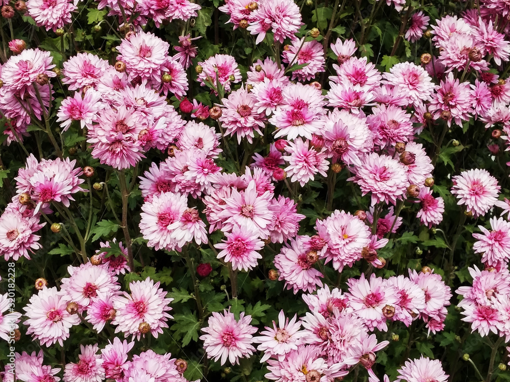 Blooming chrysanthemum Blooming chrysanthemum