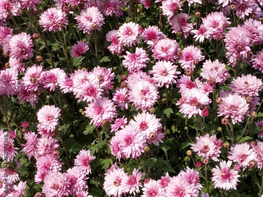 Blooming chrysanthemum Blooming chrysanthemum