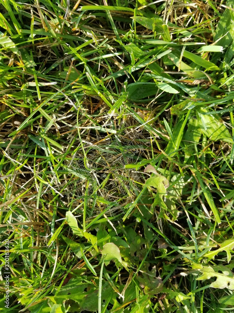 Spiderweb in Grass