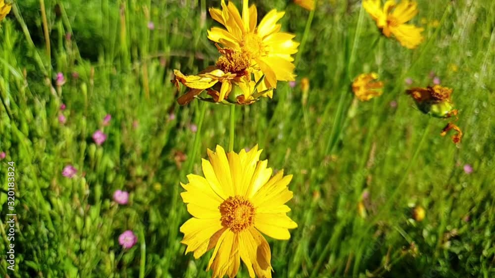 Bright yellow wild flower daisy growing tall in grass field with bees and butterflies around at Camelroc sandstone moluti cliffs. Bright yellow wild flower daisy growing tall in grass field with bees and butterflies around at Camelroc sandstone moluti cliffs.