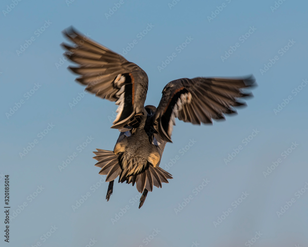 Fototapeta premium Northern Pintail Drake in flight
