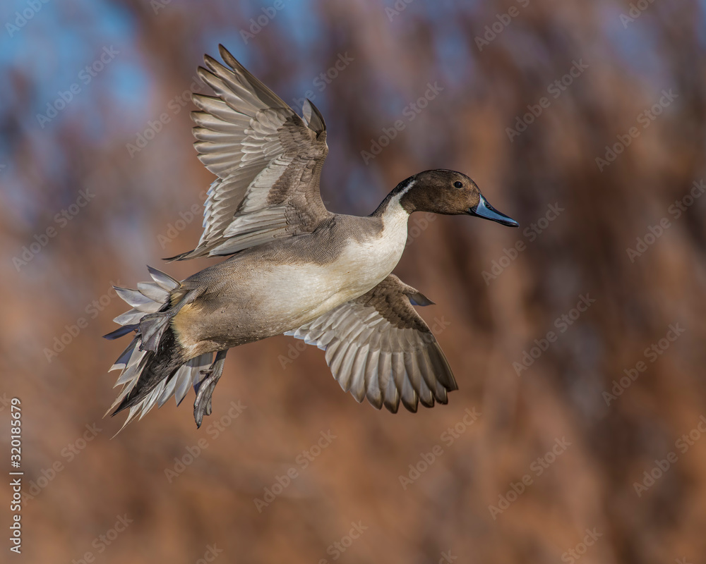 Northern Pintail Drake in flight Northern Pintail Drake in flight