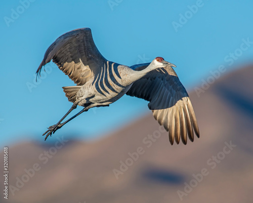 Sandhill Crane at Bosque Del Apache National Wildlife Refuge