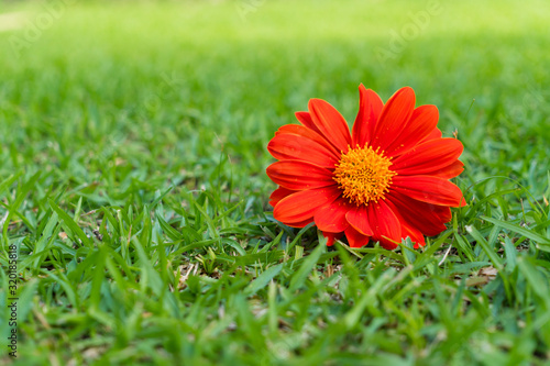 Mexican sunflower on green grass.