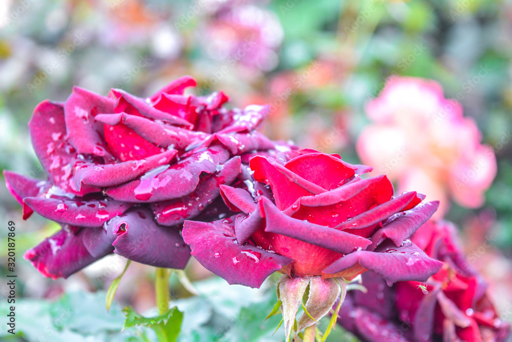 Wine or bordeaux rose flower. Close-up photo of garden flower with shallow DOF Wine or bordeaux rose flower. Close-up photo of garden flower with shallow DOF