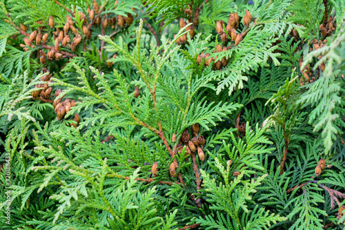 Cypress cedar tree branch with bunch of brown cones. Evergreen thuja bush