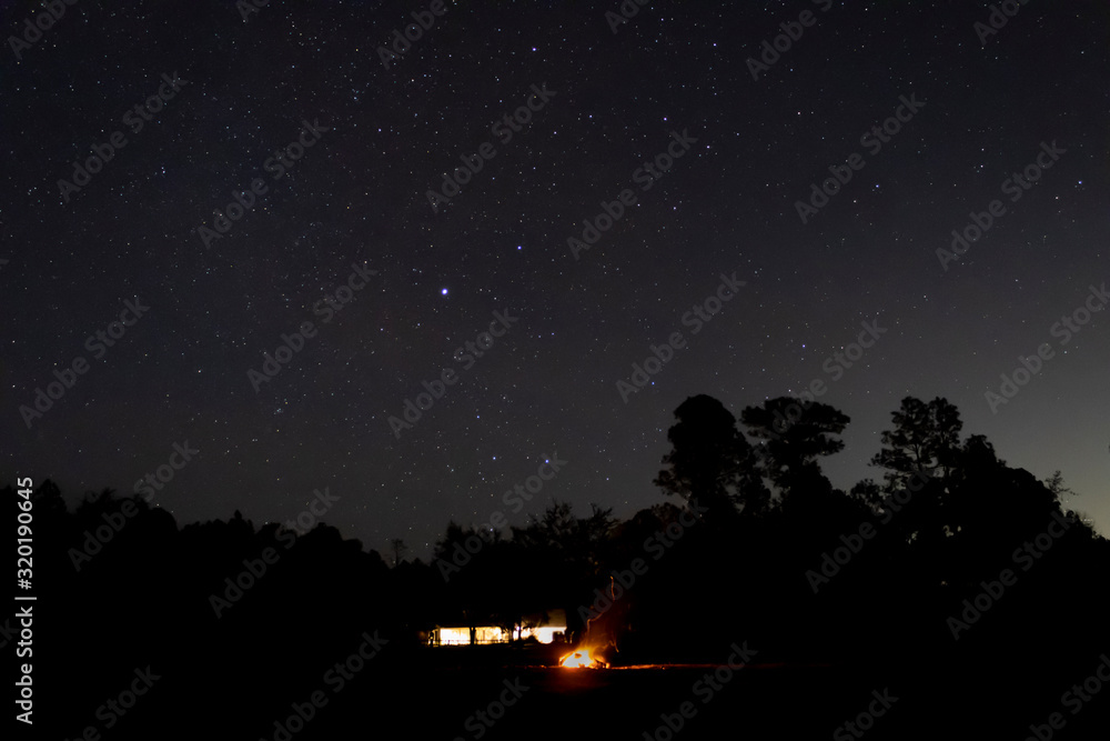 trees in the starry night behind a campfire. trees in the starry night behind a campfire.