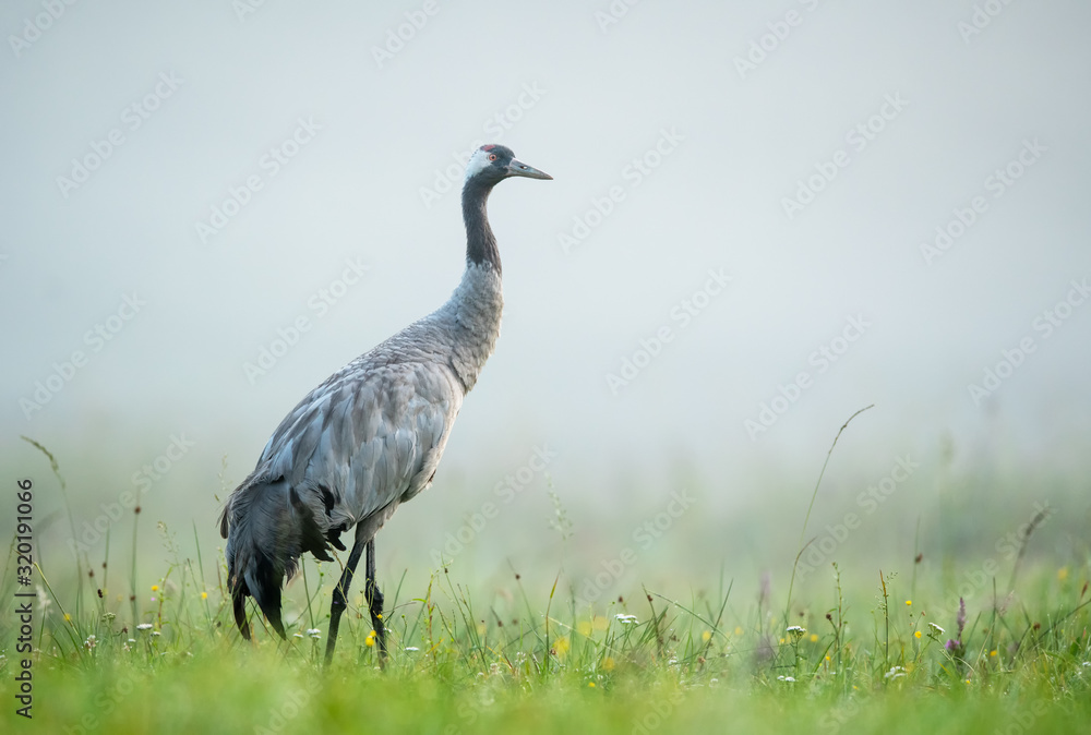 Fototapeta premium Żuraw zwyczajny (Grus grus)