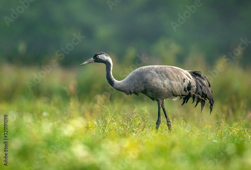 Common crane bird (Grus grus)