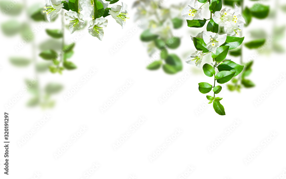 White blooming Bougainvillea flowers on white background White blooming Bougainvillea flowers on white background