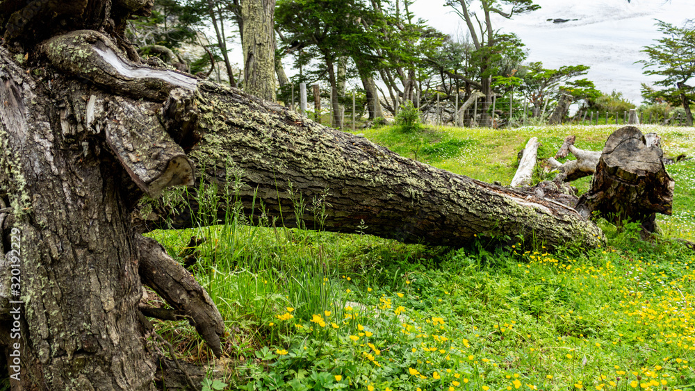 Obraz premium tree in the park