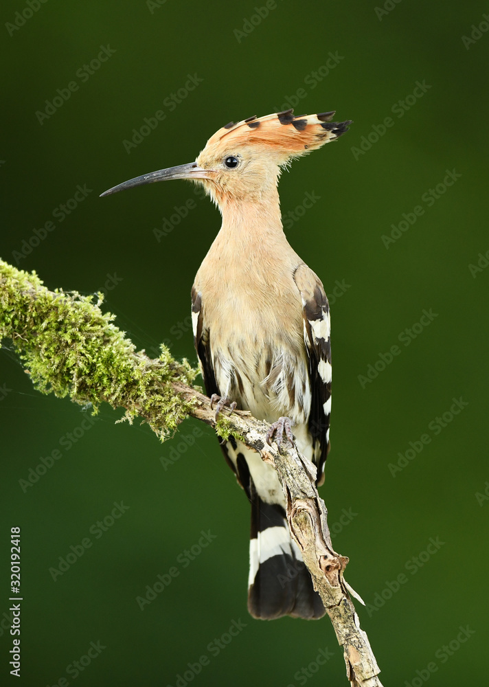 Fototapeta premium Eurasian Hoopoe or Common hoopoe (Upupa epops)