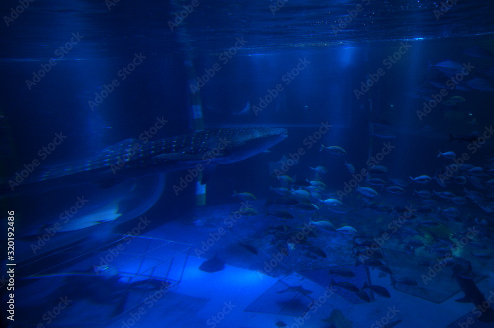 See whale sharks swimming in the aquarium See whale sharks swimming in the aquarium