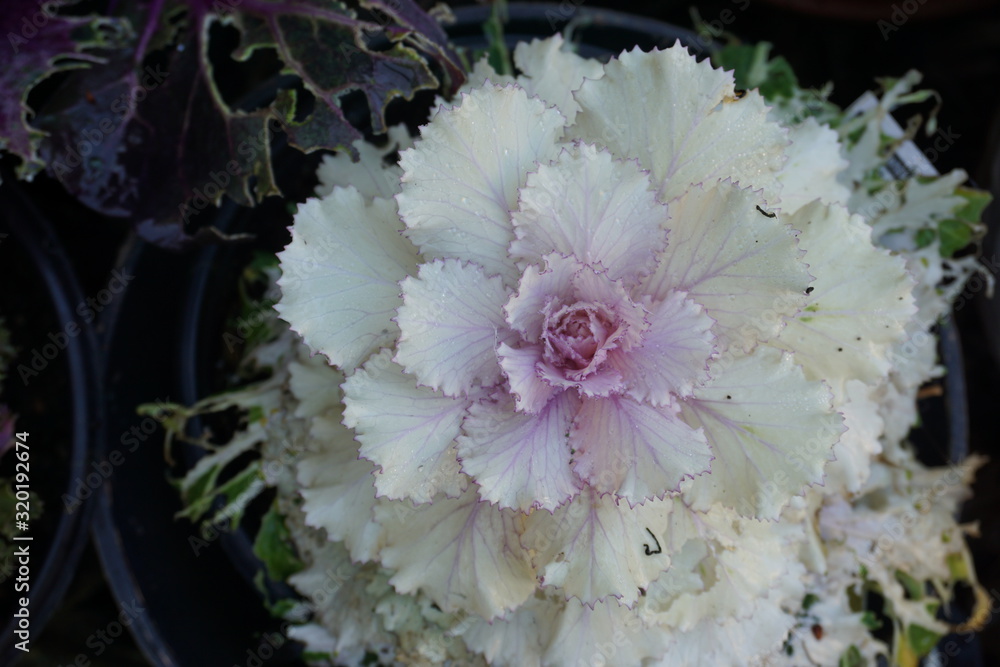 Obraz premium white cabbage flower