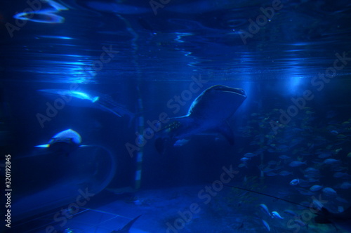 See whale sharks swimming in the aquarium