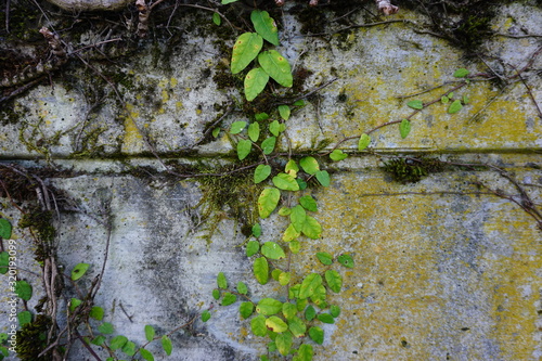 moss on the wall green leaves