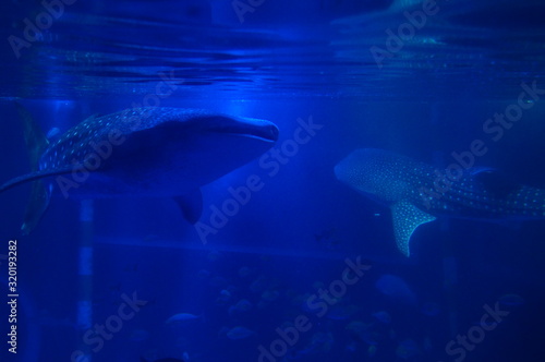 See whale sharks swimming in the aquarium
