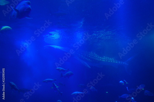 See whale sharks swimming in the aquarium © travelers.high