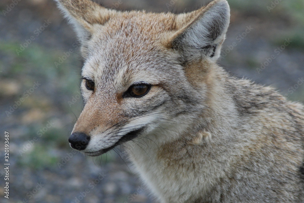 Obraz premium Patagonia Fox