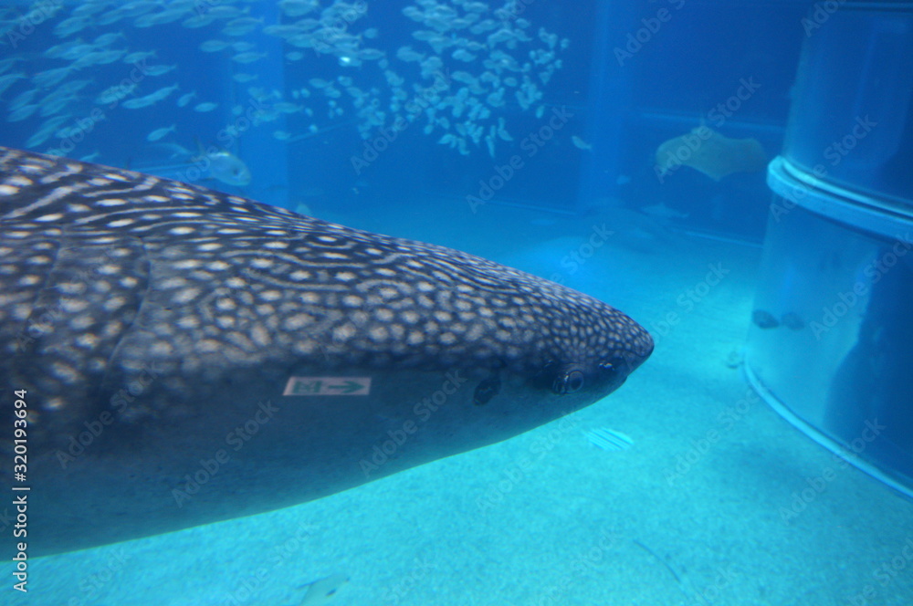 Fototapeta premium See whale sharks swimming in the aquarium