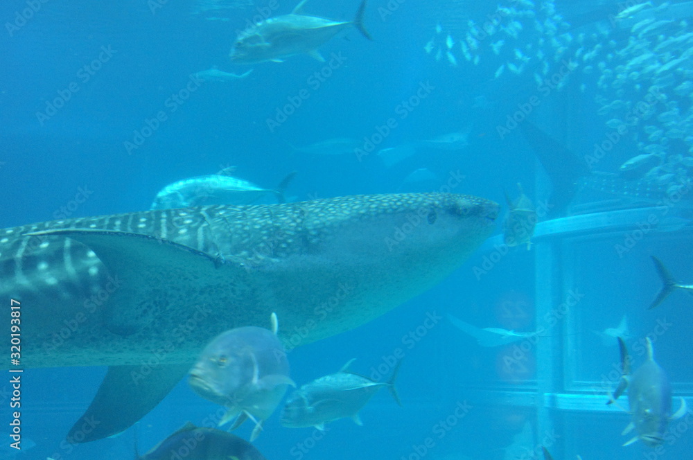 See whale sharks swimming in the aquarium See whale sharks swimming in the aquarium