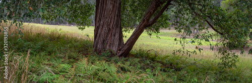 Panorama of Ferns under a Tree