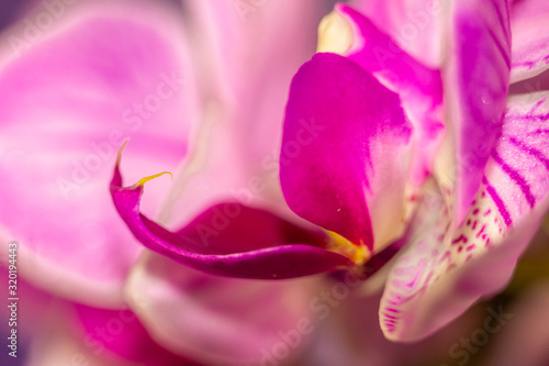 Macro Beautiful fresh Orchids flower heart in the center of the flower