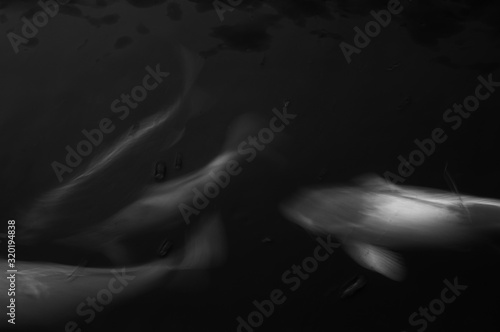 Koi fish carp swim in dark water © Tmura