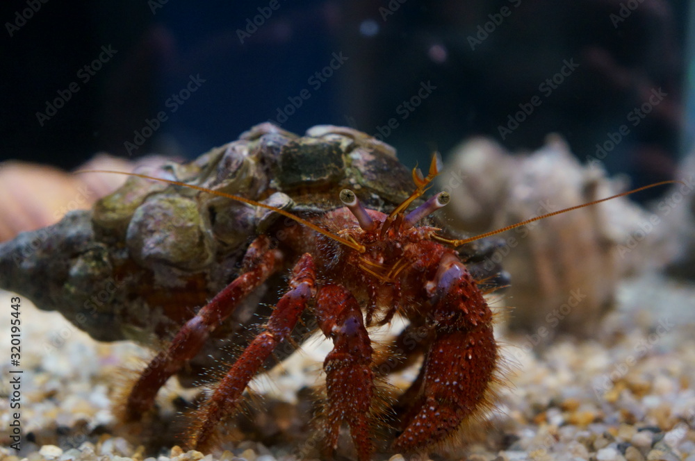 Keep hermit crabs in the aquarium