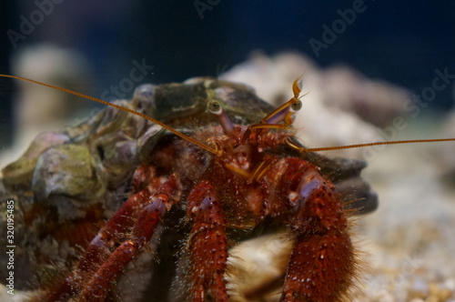 Keep hermit crabs in the aquarium photo