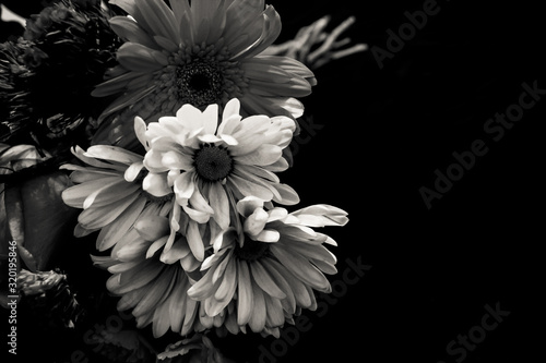 Fototapeta Naklejka Na Ścianę i Meble -  flower on black background