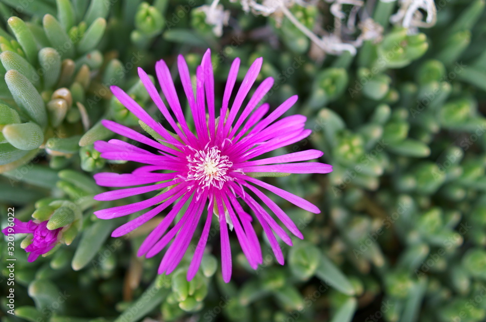 Fototapeta premium Lampranthus spectabilis with pink flowers