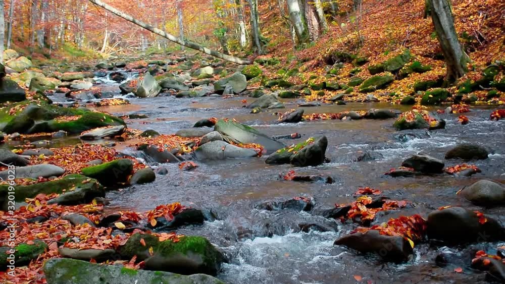 stream in the autumn forest. trees in fall foliage. rocks in the water. beautiful sunny scenery. captured handheld