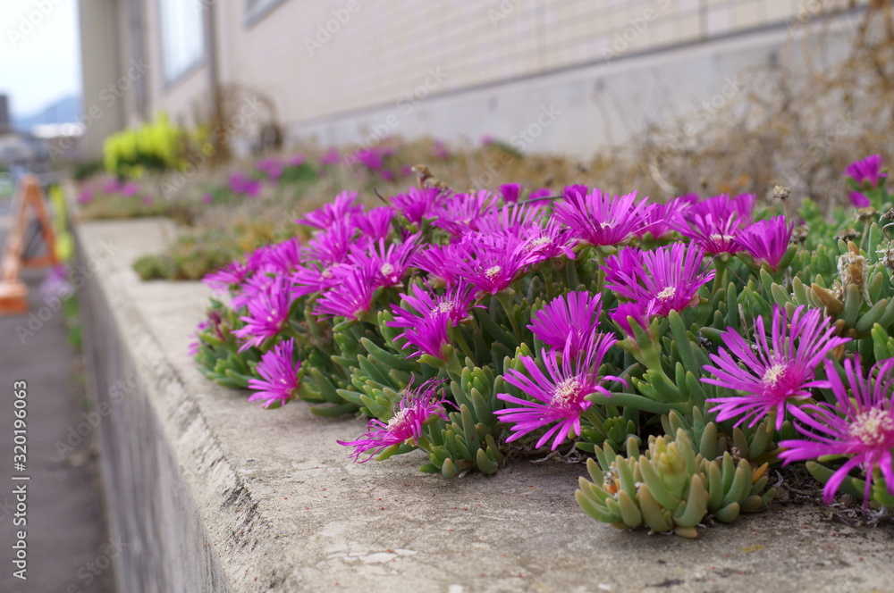 Lampranthus spectabilis with pink flowers Stock Photo | Adobe Stock