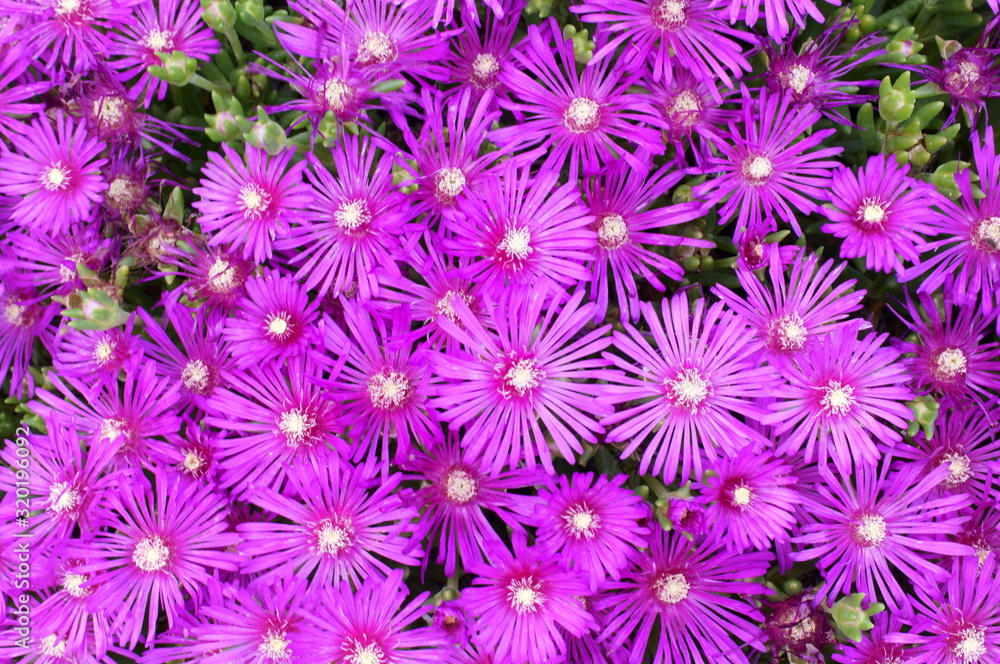 Lampranthus spectabilis with pink flowers Stock Photo | Adobe Stock