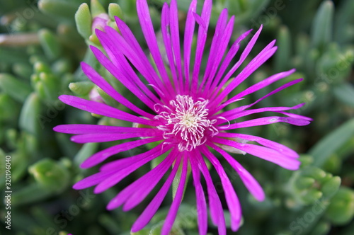 Lampranthus spectabilis with pink flowers