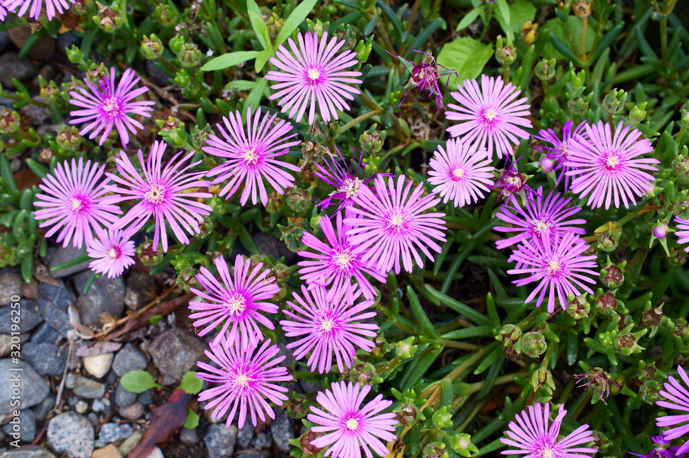 Lampranthus spectabilis with pink flowers Lampranthus spectabilis with pink flowers