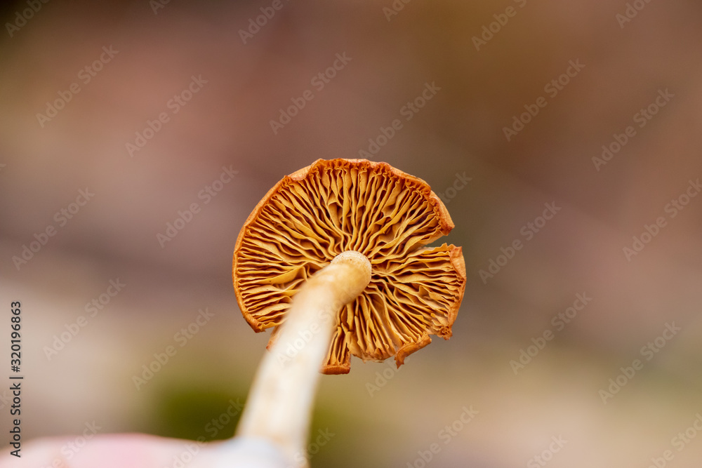 A close-up of gills of the deadly galerina (Galerina marginata) A close-up of gills of the deadly galerina (Galerina marginata)