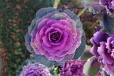 2月の紫の葉牡丹