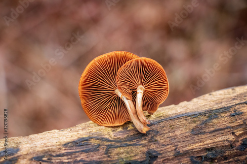Vászonkép A close-up of gills of the deadly galerina (Galerina marginata)