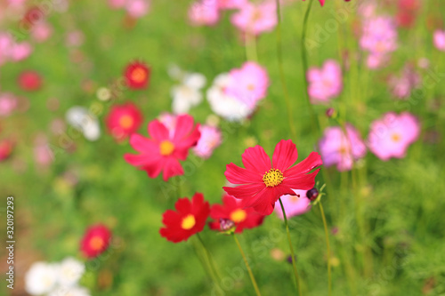 Red and pink cosmos flowers in garden with green background soft focus. © zilvergolf