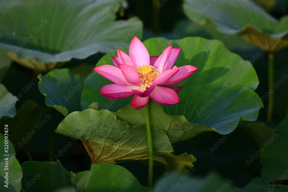 Blooming lotus flower, very beautiful Blooming lotus flower, very beautiful