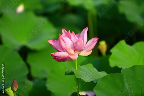 Blooming lotus flower  very beautiful