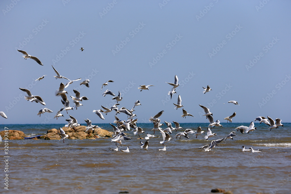 The seagulls fly at sea