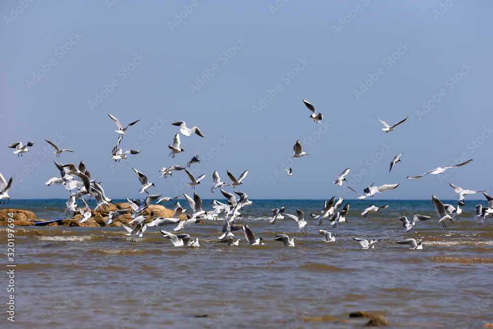 The seagulls fly at sea