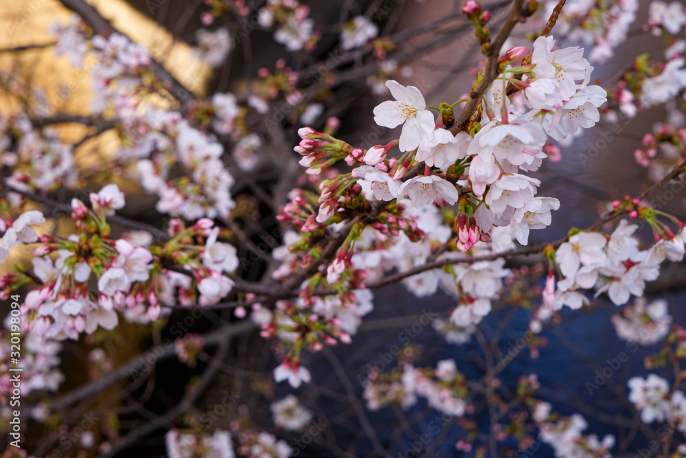 Obraz premium 東京都 目黒川 川沿いの桜